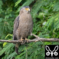 カンムリワシ。