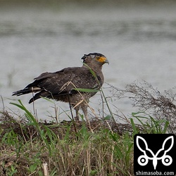カンムリワシ。