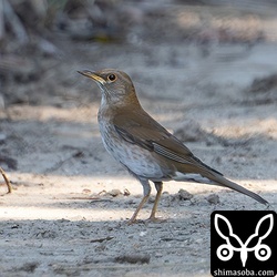 シロハラは先月末ぐらいから鳴き声は聞こえていましたが、姿を確認できたのはこの日が今季初でした。