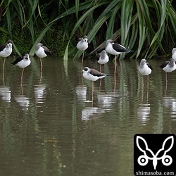 セイタカシギ。