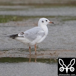 ユリカモメ第1回冬羽。