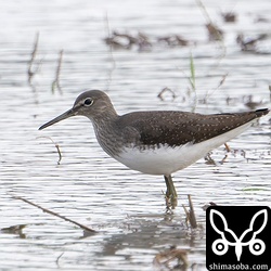 クサシギ。