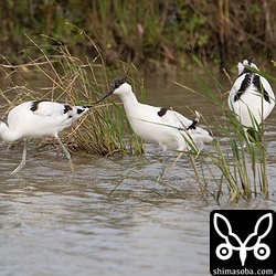 来島者を喜ばせているソリハシセイタカシギ3羽。