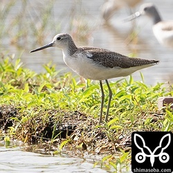 アオアシシギ第1回冬羽。