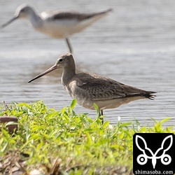 今季初のオグロシギは第1回冬羽でした。