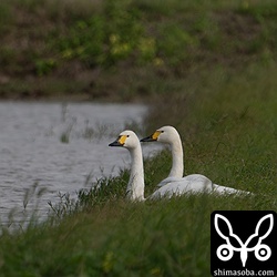 コハクチョウ2羽。西表島から移動してきた個体です。ダム湖や海岸、田んぼを転々としています。