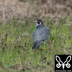 ハヤブサのメス。亜種シベリアハヤブサと呼ばれていましたが、亜種ハヤブサに統合されてしまいました。