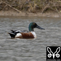 ハシビロガモのオス。石垣島で一番個体数が多いかもです。