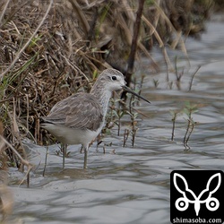 コアオアシシギの成鳥冬羽。