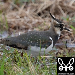 タゲリの群れが飛来。約10羽全て幼鳥でした。