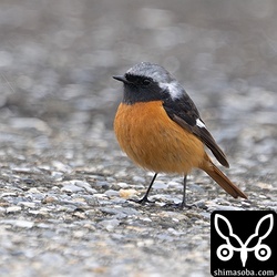 ジョウビタキのオスが港の船揚げ場にいました。餌をとっているようでしたが、何を食っているんだろう。