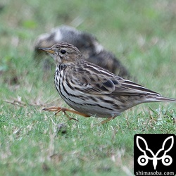 こちらの個体は、顔の赤みがほとんどなくなっています。