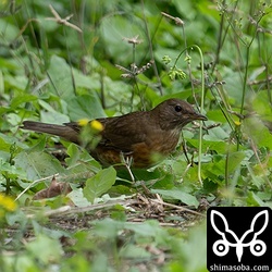 警戒心のほとんどないアカハラ。