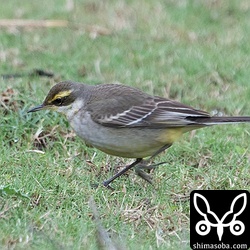(キマユ)ツメナガセキレイ幼鳥。ツメナガセキレイはほとんどが幼鳥でした