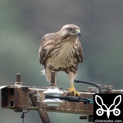 オオノスリ2個体の中間にただノスリ。 1カ月前の与那国島出張では `カラノスリ <https://shimasoba.com/blog/2439/>`_ を発見しましたが、今回は見つからず。
