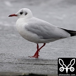 ユリカモメ成鳥冬羽。4羽いました。