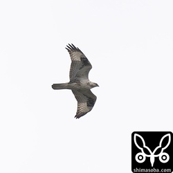 もう一羽のオオノスリも現れました。こちらも遠い。2羽の距離は数百メートルはありそうでしたのでお互い干渉することはありませんでした。