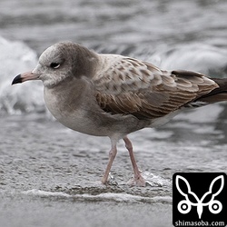 こちらは上の個体より換羽が進んでいました。ウミネコ第1回冬羽。