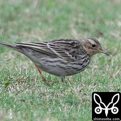 まだ顔の部分に夏羽が残るムネアカタヒバリ。