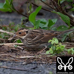 風を避けるような場所にコホオアカが数羽いました。