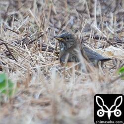 シロハラ30羽の群れに数羽のアカハラも交っていました。