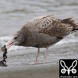 イソシギを食うウミネコの幼鳥。第1回冬羽。