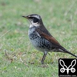 牧場のツグミ。この時期、石垣島ではまだ少数しか確認できていませんが、与那国島にはたくさんいました。