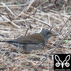 シロハラは30羽ほどの群れが農地に入っていました。