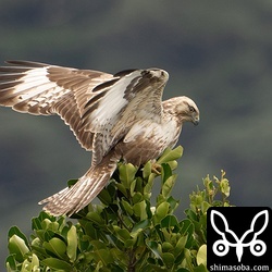 恐怖で態勢を崩すとオオノスリの特徴がはっきりと見えました。