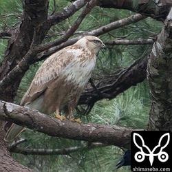 別のエリアのオオノスリ。こちらも幼鳥でした。このリュウキュウマツがねぐらのようです。