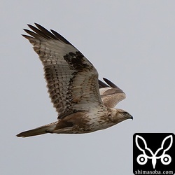 上と同個体。飛ぶとオオノスリらしい大きさが印象的です。