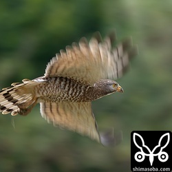 上と同個体。年々、石垣島で越冬するサシバの数が減っているように感じます。