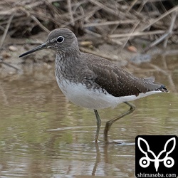 クサシギ。