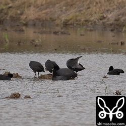 オオバンは日を追うごとに数を増やしています。