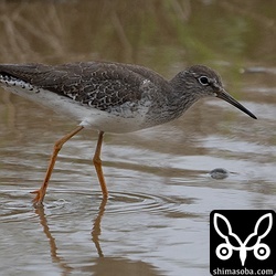 アカアシシギ。