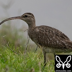 チュウシャクシギの幼鳥。