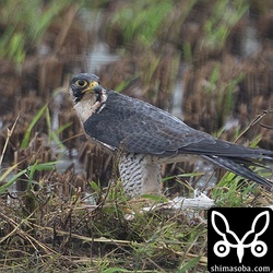 大きなチュウダイサギを捕まえたハヤブサのオス成鳥。
