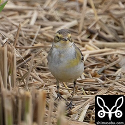 上と同個体を正面から。