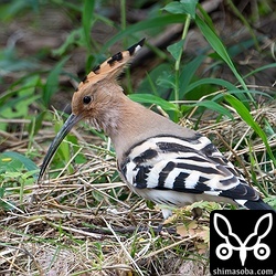 ヤツガシラの餌生物はここでもやはりゴキブリでした。