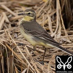 別のキガシラセキレイ。こちらも第1回冬羽。
