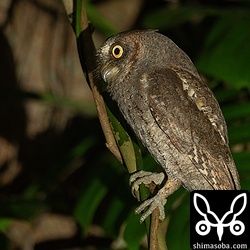 上と同個体。車の光に寄ってきた昆虫を捕まえてどこかへ飛んでいきました。
