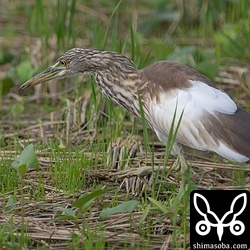 左側の雨覆だけが白いアカガシラサギ。羽が脱落しているのか乱れているのか部分白化なのか。