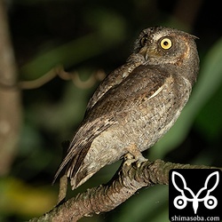 換羽を終えて美しい姿のリュウキュウコノハズク成鳥。