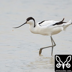 ソリハシセイタカシギも長期で滞在中。