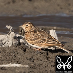 ヒバリも沖縄では数少ないです。