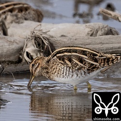 ジシギは30羽ほど確認しましたが、全てタシギでした。