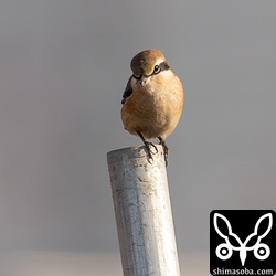モズもかなり珍しい。