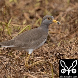 沖縄や石垣島では数少ないケリですが、今季は2羽が滞在中です。