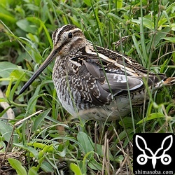 大きな群れの近くにいるのですが、なぜか合流しないタシギ。いつも少し離れている個体です。