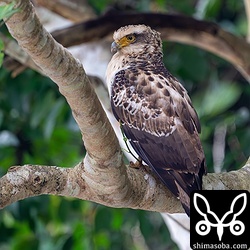 県道沿いの街路樹にいたカンムリワシの幼鳥。最近、この場所でよく目撃されますが、交通事故が心配ですね。